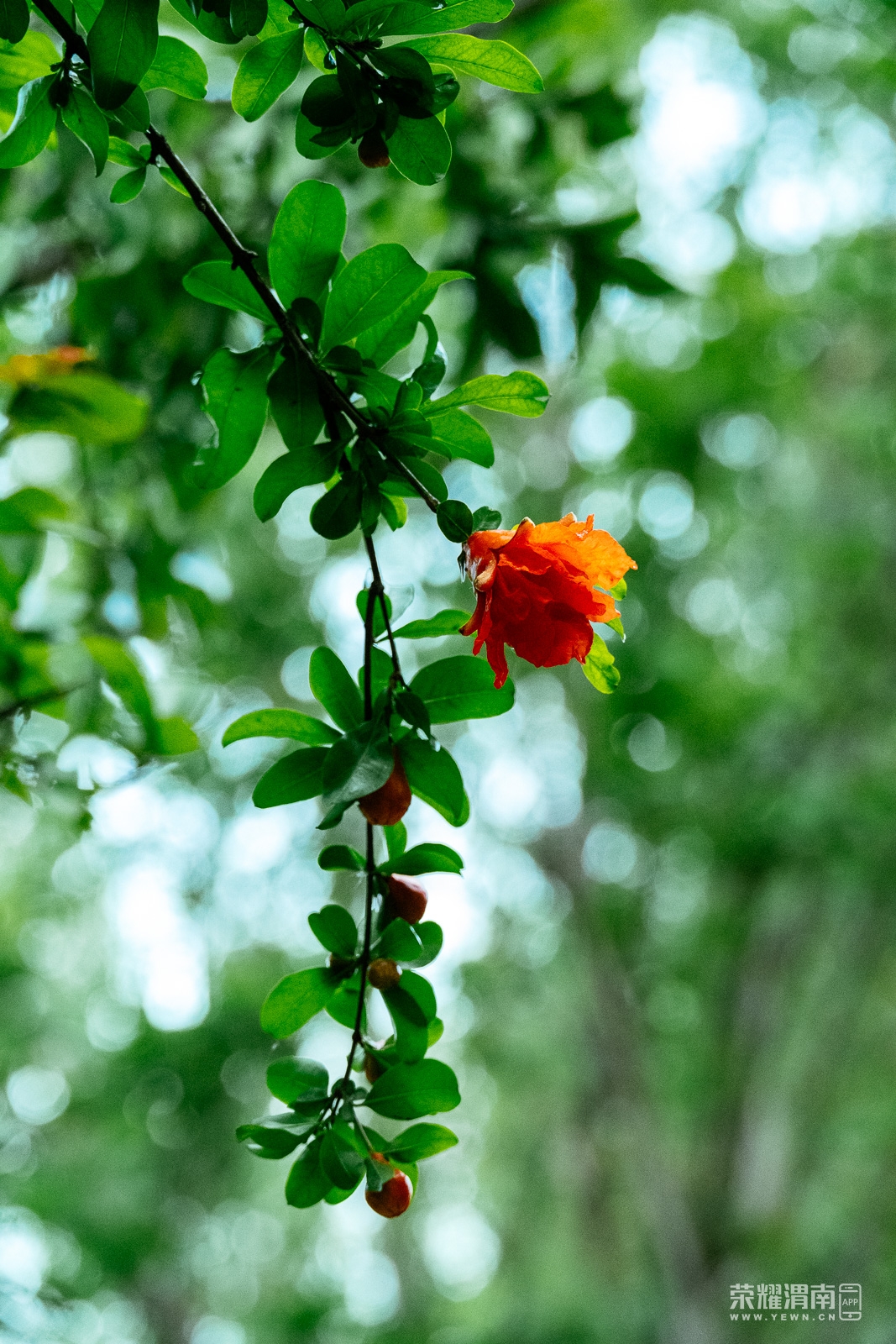 _ZFD9264.jpg