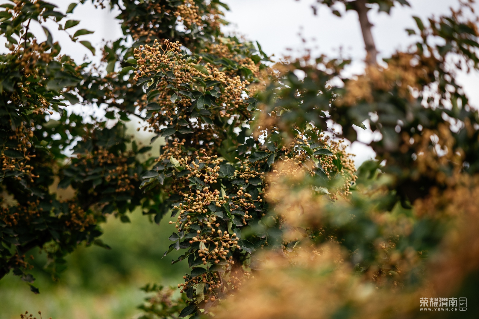 _Z5D0320.jpg
