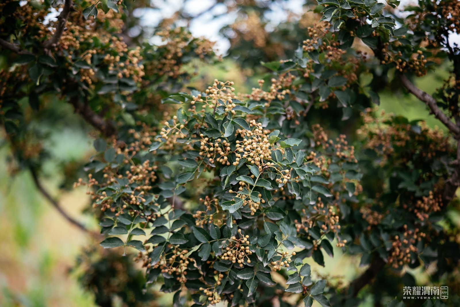 _Z5D0322.jpg