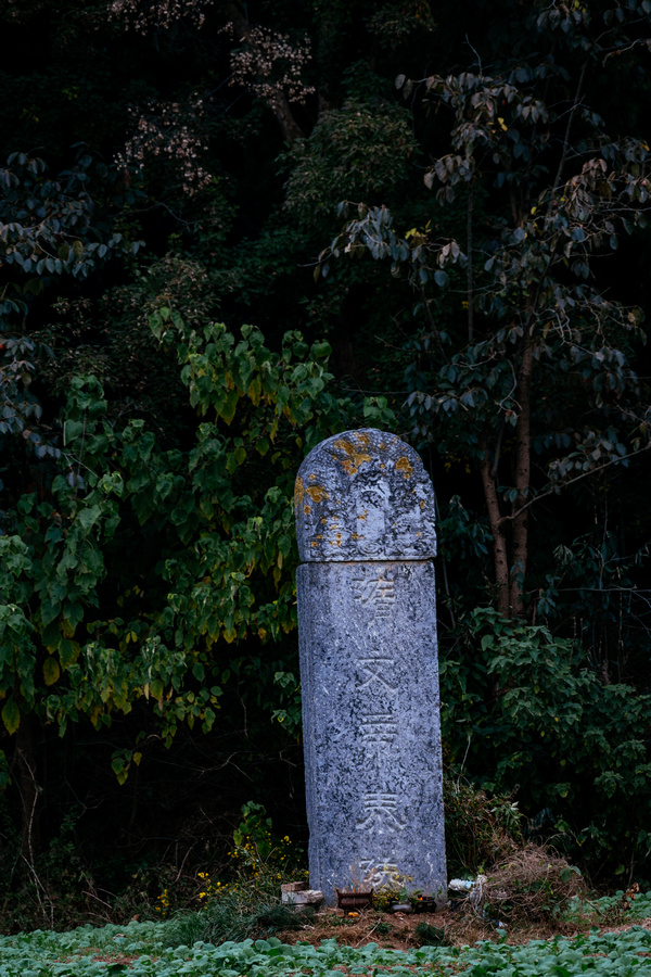_ZFH6937.jpg