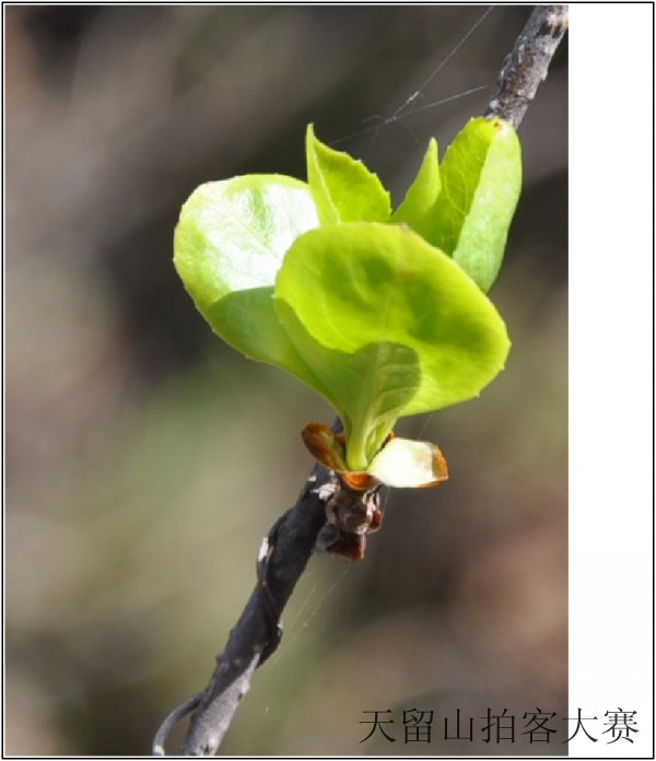 conew_����֥.��Ӱ (7).jpg