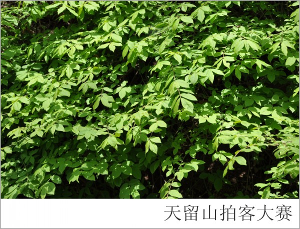 conew_��Ӱ-����� (3).jpg