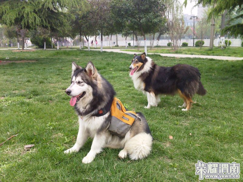 ���ź�Ӱ�Ǻ�