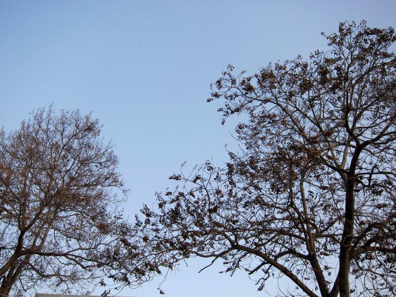 ͩ������