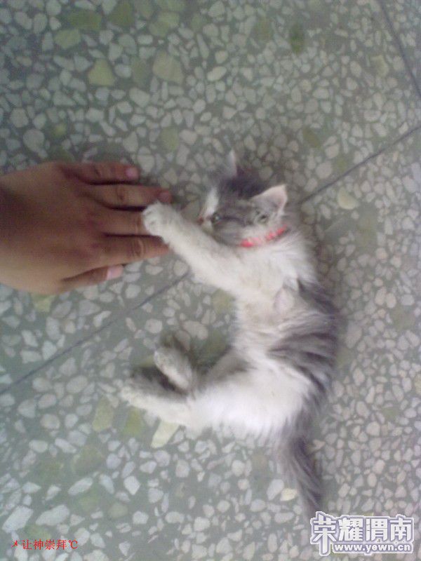conew_201006261449.jpg