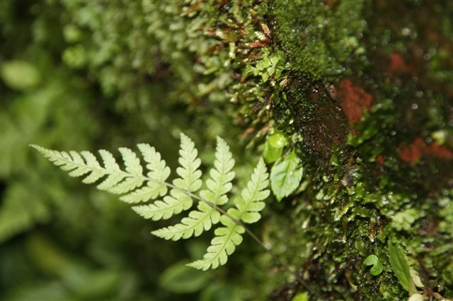 ÿ�춼��ʪ��