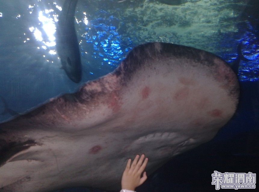 ����ʲô����Ҳ����ʶ