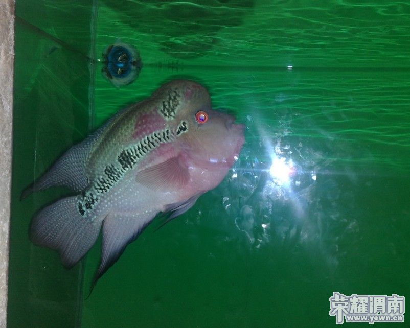 ���ĺܹ������