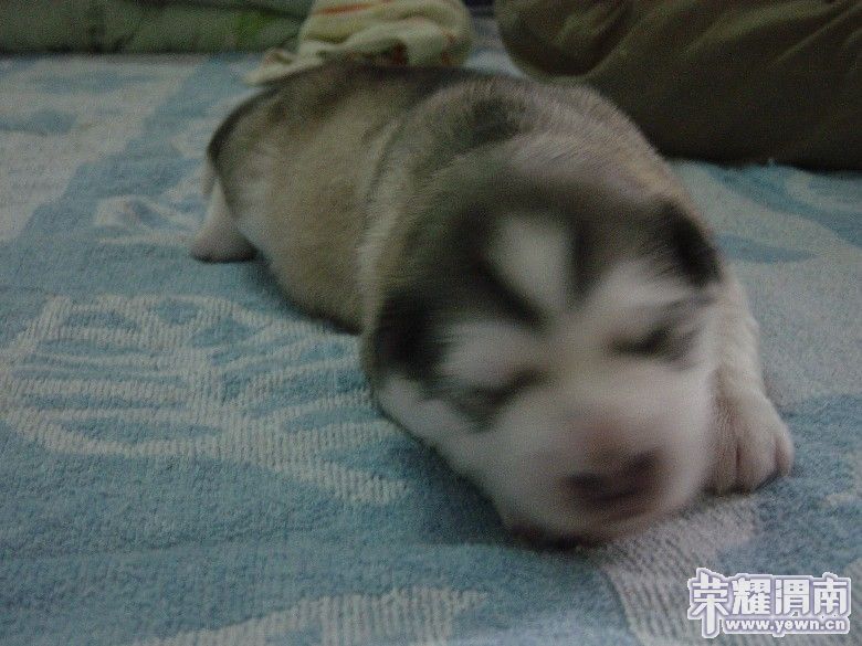 dsc00011_����.jpg