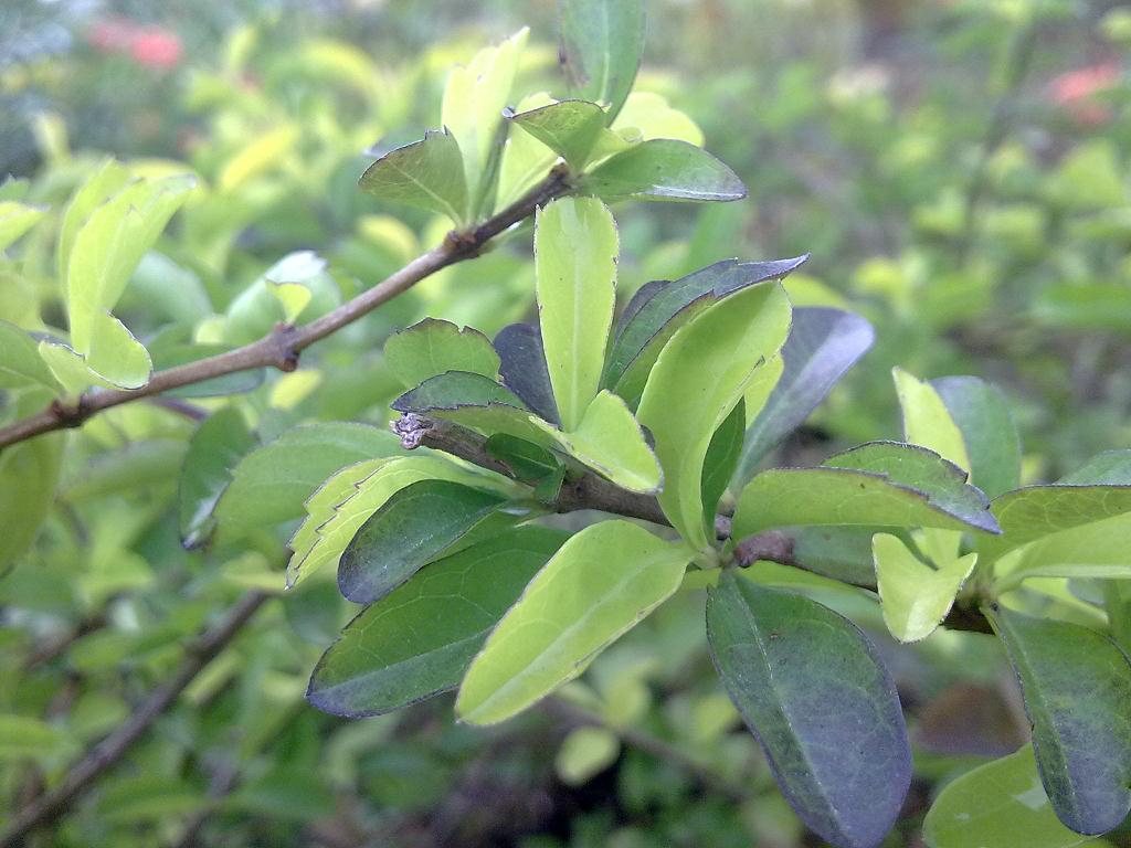 �ֻ�΢����