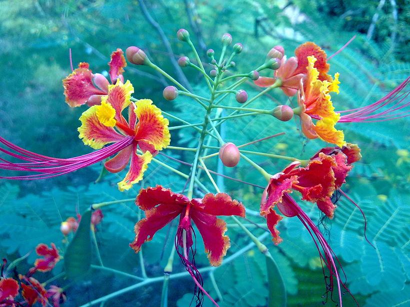 �����ֵ�һ�仨