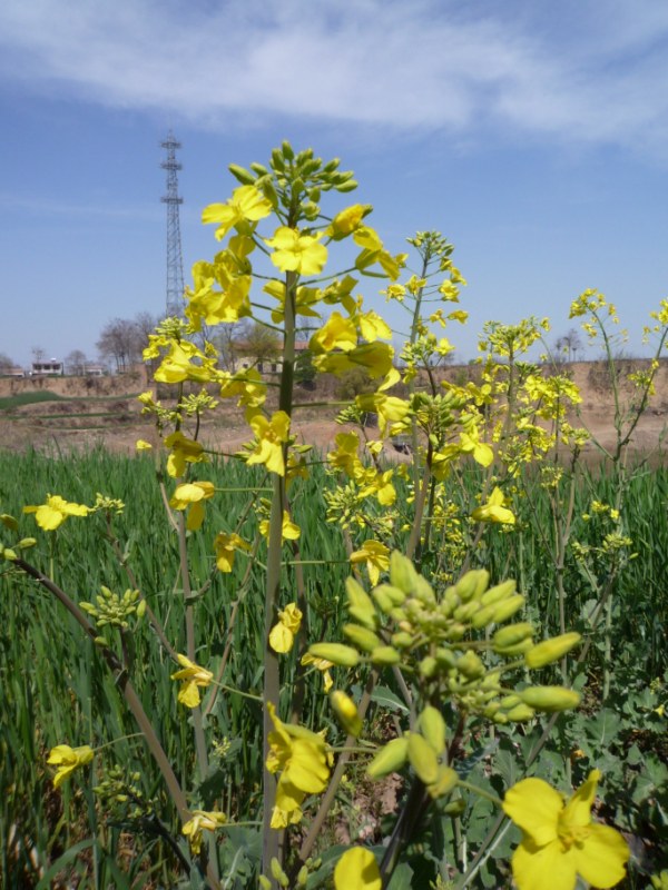 ��ת P1010132 [800x600].jpg