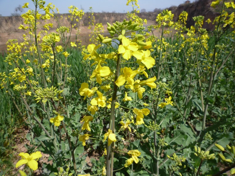 P1010133 [800x600].jpg