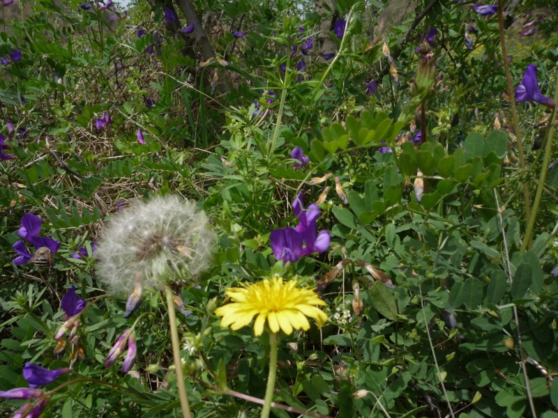 P1010271 [800x600].jpg