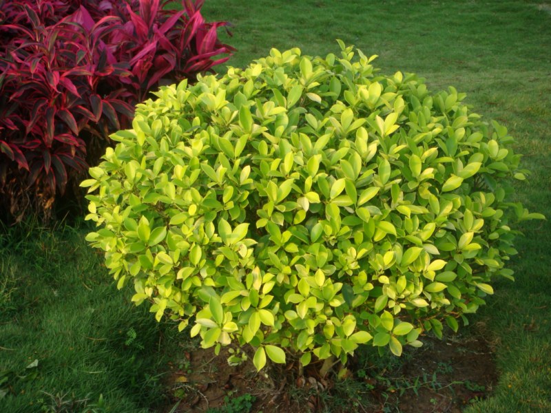 DSC00470 [800x600].jpg