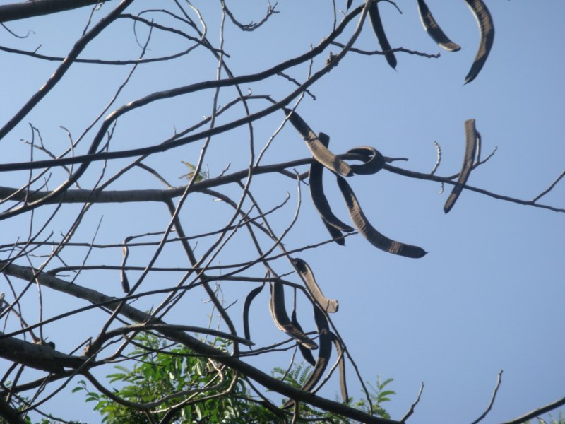 DSC00499 [800x600].jpg