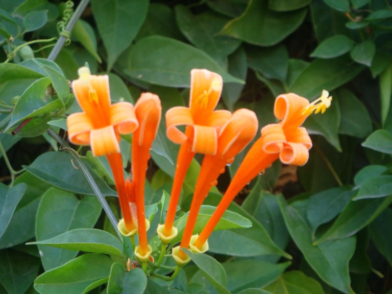 DSC00512 [800x600].jpg