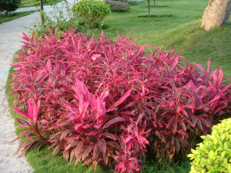 DSC00471 [800x600].jpg