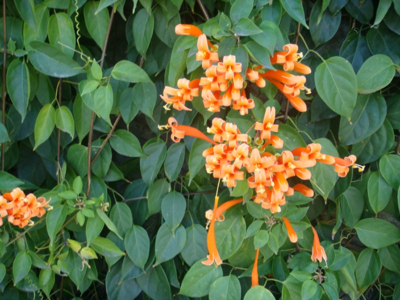 DSC00508 [800x600].jpg