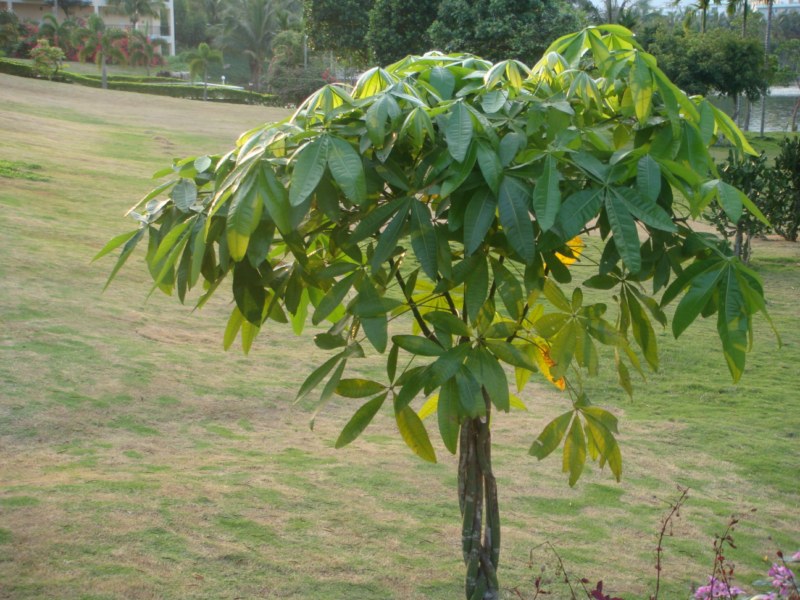 DSC00472 [800x600].jpg