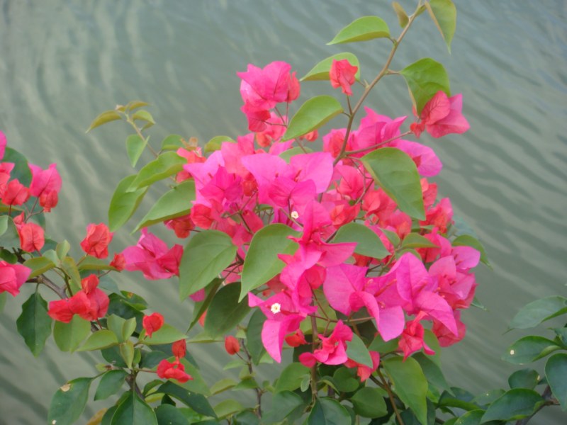 DSC00462 [800x600].jpg