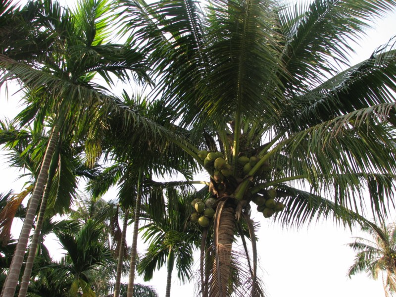 IMG_6552 [800x600].jpg