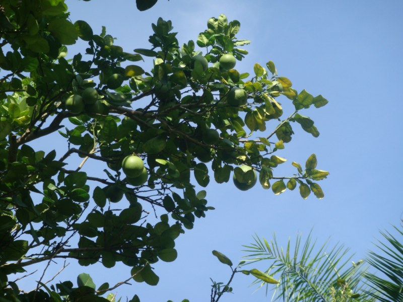 DSC00514 [800x600].jpg