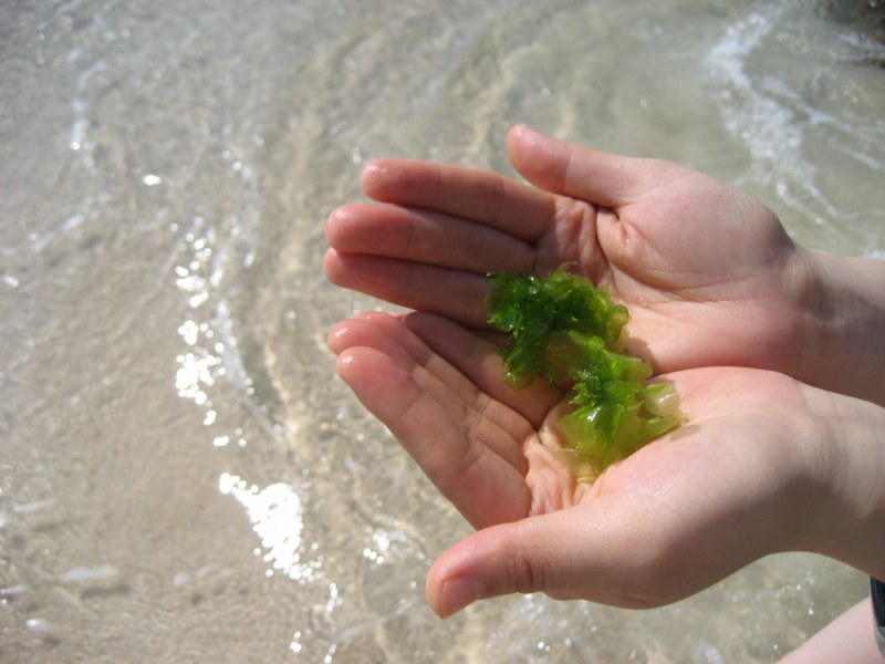 IMG_2847 [800x600].jpg