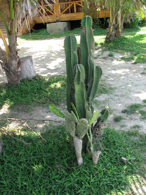 IMG_6579 [800x600].jpg